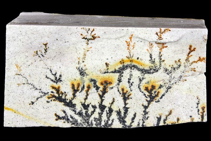 Dendrites On Limestone - Utah #150465